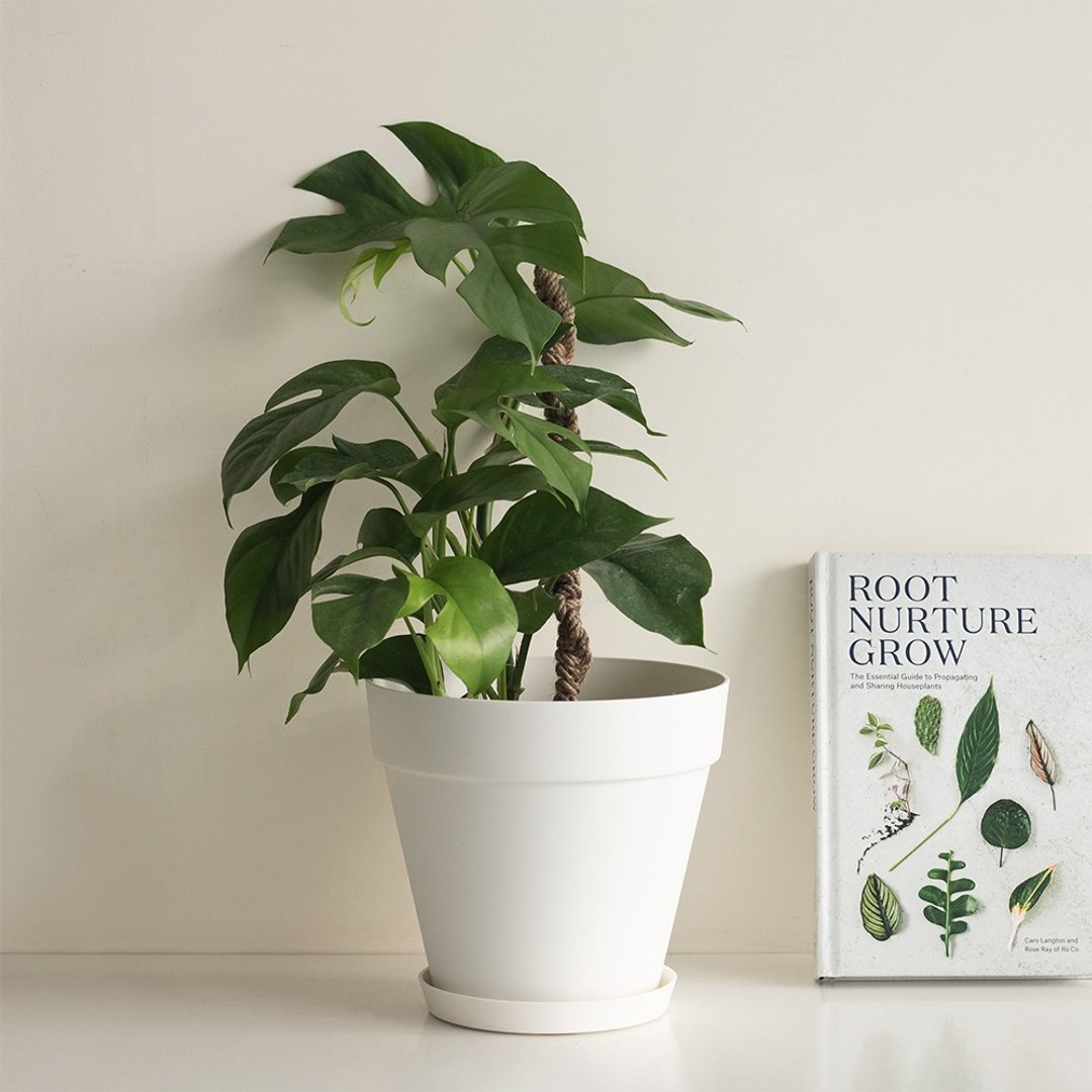 姬龟背大植栽 Rhaphidophora tetrasperma - 植栽/盆栽 - 植物．花 