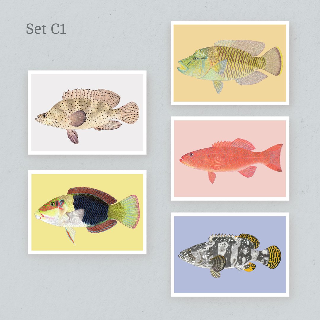 【香港海水鱼】明信片 Set C - 卡片/明信片 - 纸 