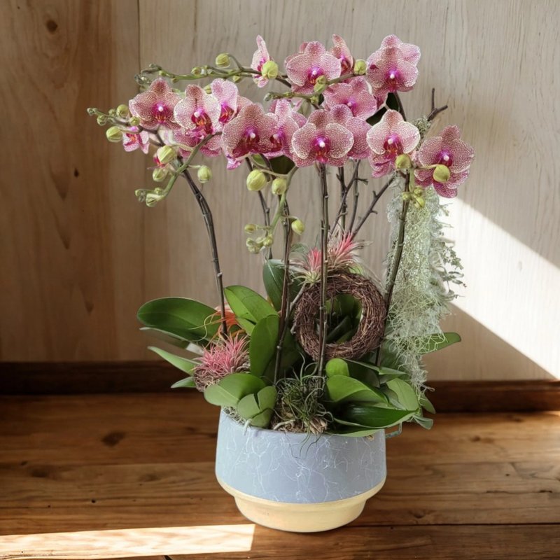 格兰花店 - 中花蝴蝶兰8棵 GF00167 - 植栽/盆栽 - 植物．花 