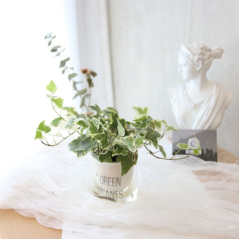 PD158常春藤吸水盆栽/室内植物/懒人植物/环境绿化/居家布置/植栽 - 植栽/盆栽 - 植物．花 