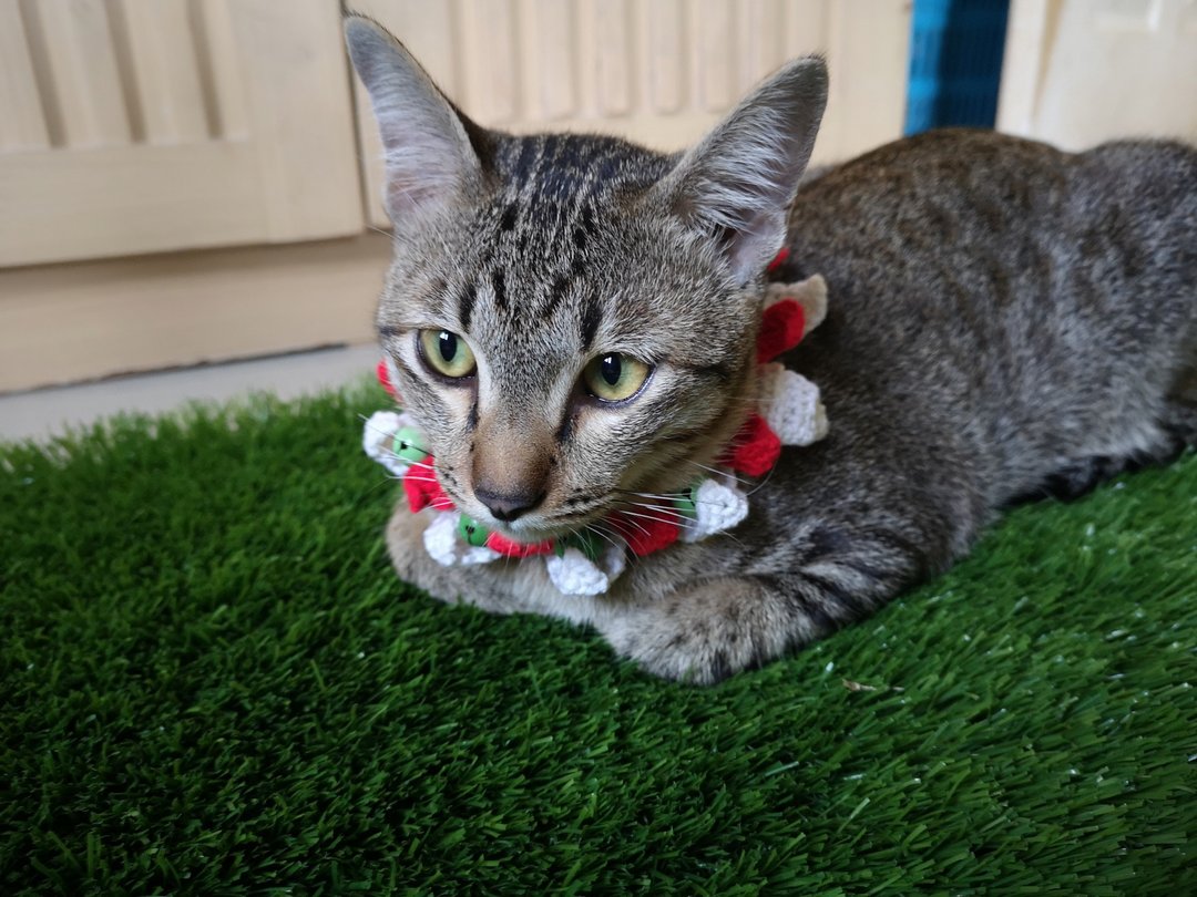 cat necklace - 项圈/牵绳 - 聚酯纤维 