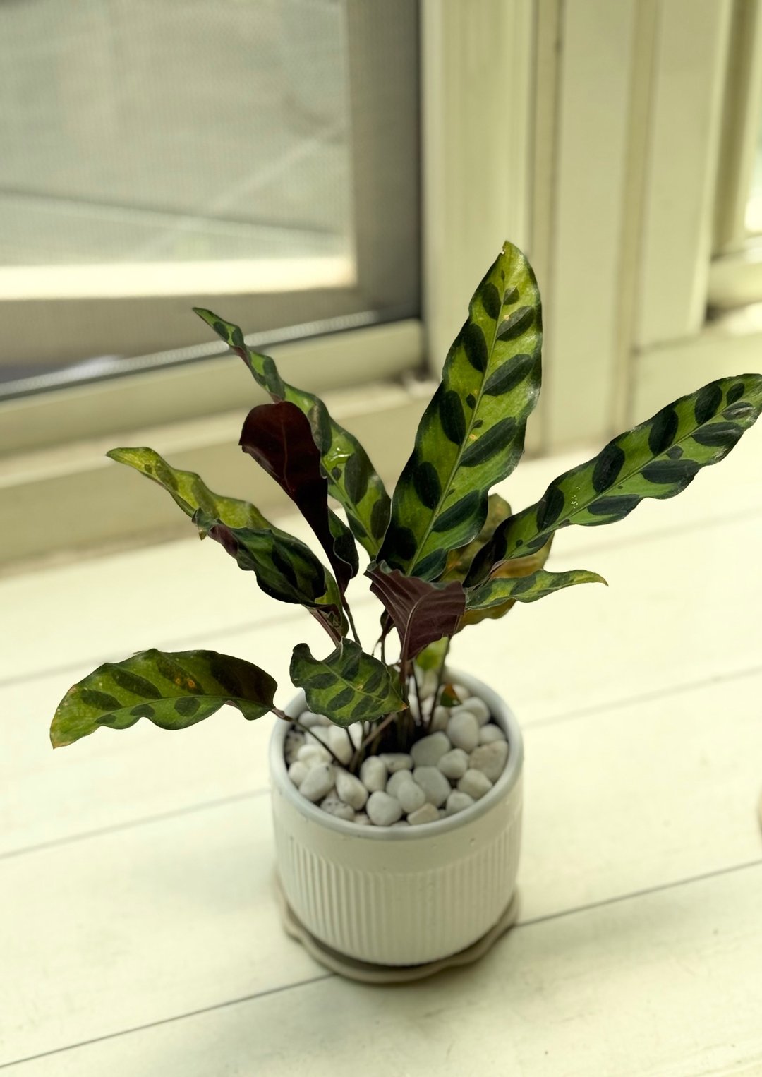 植栽小品_三寸陶瓷花器/白金葛/合果芋/初雪葛/剑尾竹芋 - 植栽/盆栽 - 植物．花 绿色