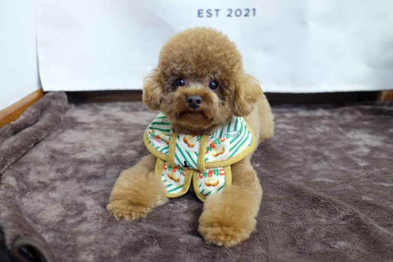 绿色间条卡乐B x 黄色边 蝴蝶cut (圆脚) - 项圈/牵绳 - 棉．麻 