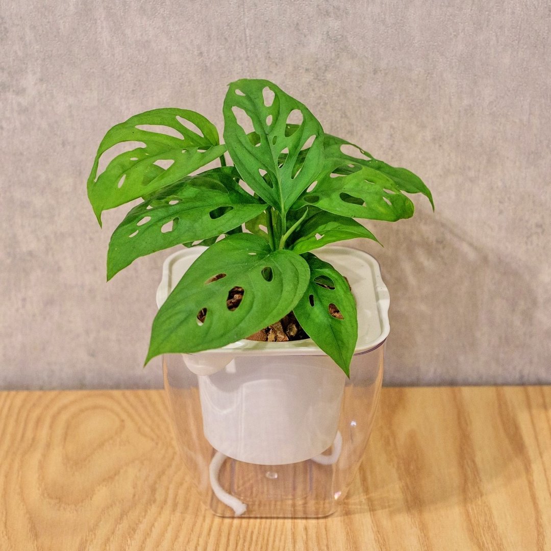 定制化 - 窗孔龟背芋 免浇水方形盆栽 室内植物 观叶植物 礼物盆栽 - 植栽/盆栽 - 植物．花 