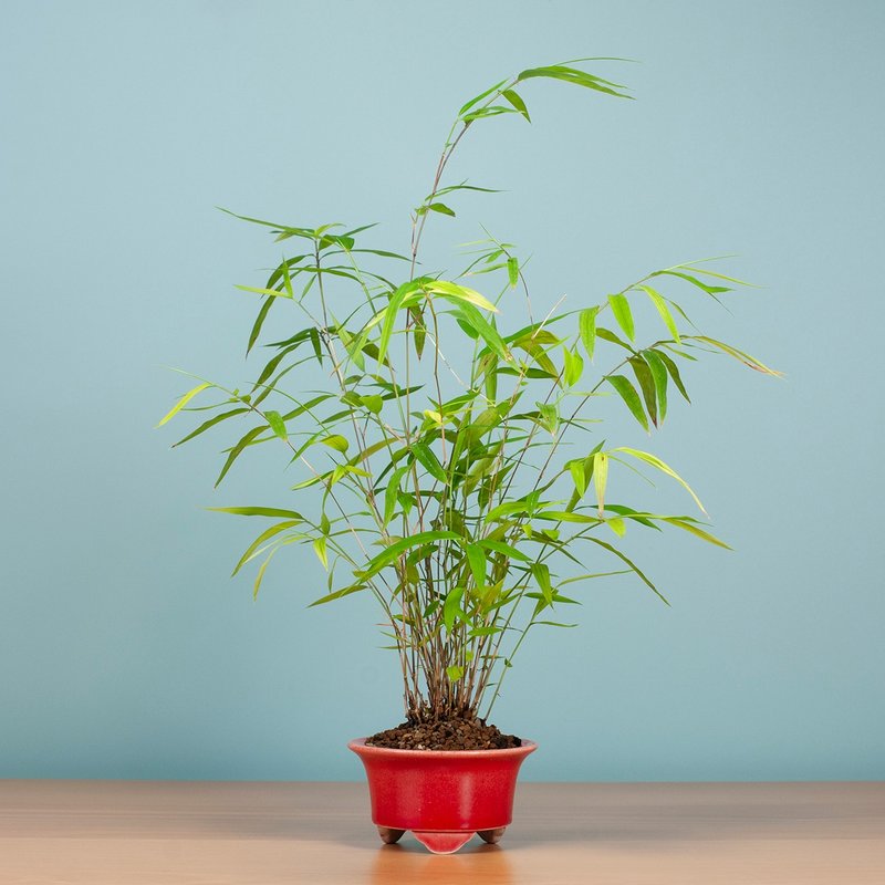 【风水植物】绿意盆景 禅意盆栽 吉祥寓意 - 植栽/盆栽 - 植物．花 