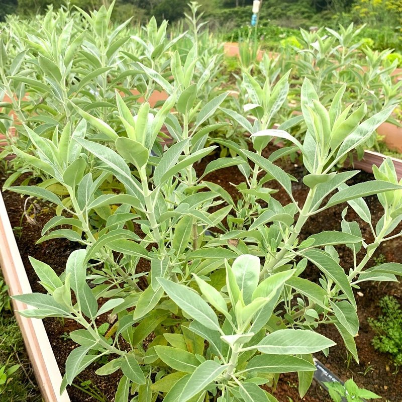 原叶白鼠尾草-台湾本地自产-干燥散装 - 香薰/精油/线香 - 植物．花 