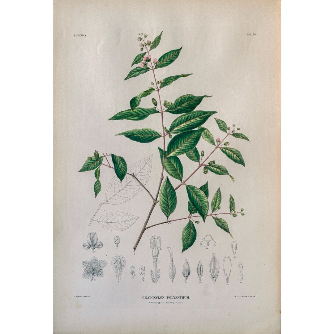 黄牛木 Cratoxylon Polyanthum - 植物图鉴-版画 - 海报/装饰画/版画 - 纸 