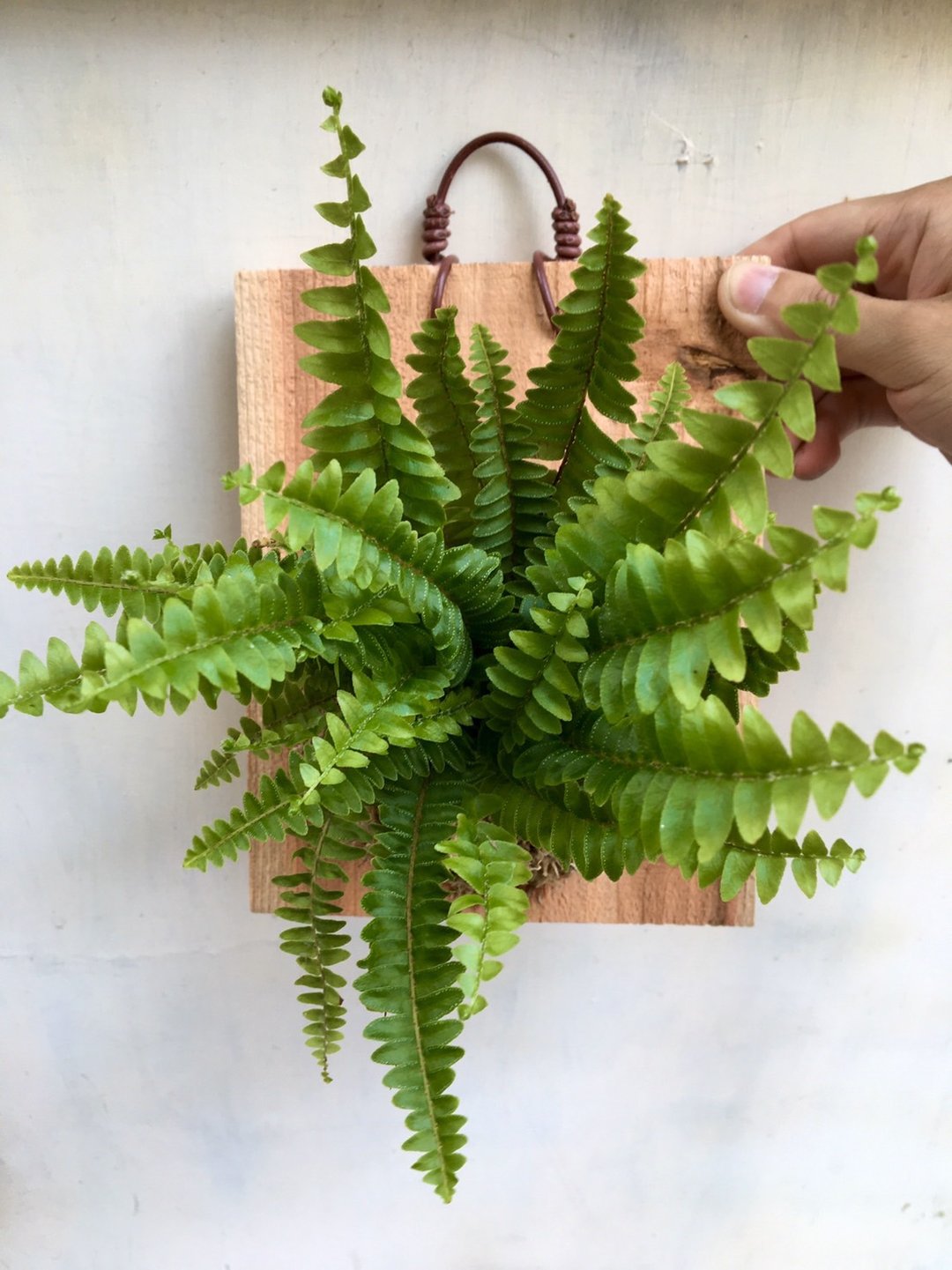 【波士顿蕨】植物上板 生日礼物 观叶植物 室内植物 - 植栽/盆栽 - 植物．花 