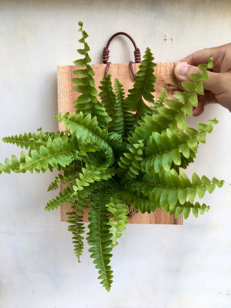 【波士顿蕨】植物上板 生日礼物 观叶植物 室内植物 - 植栽/盆栽 - 植物．花 