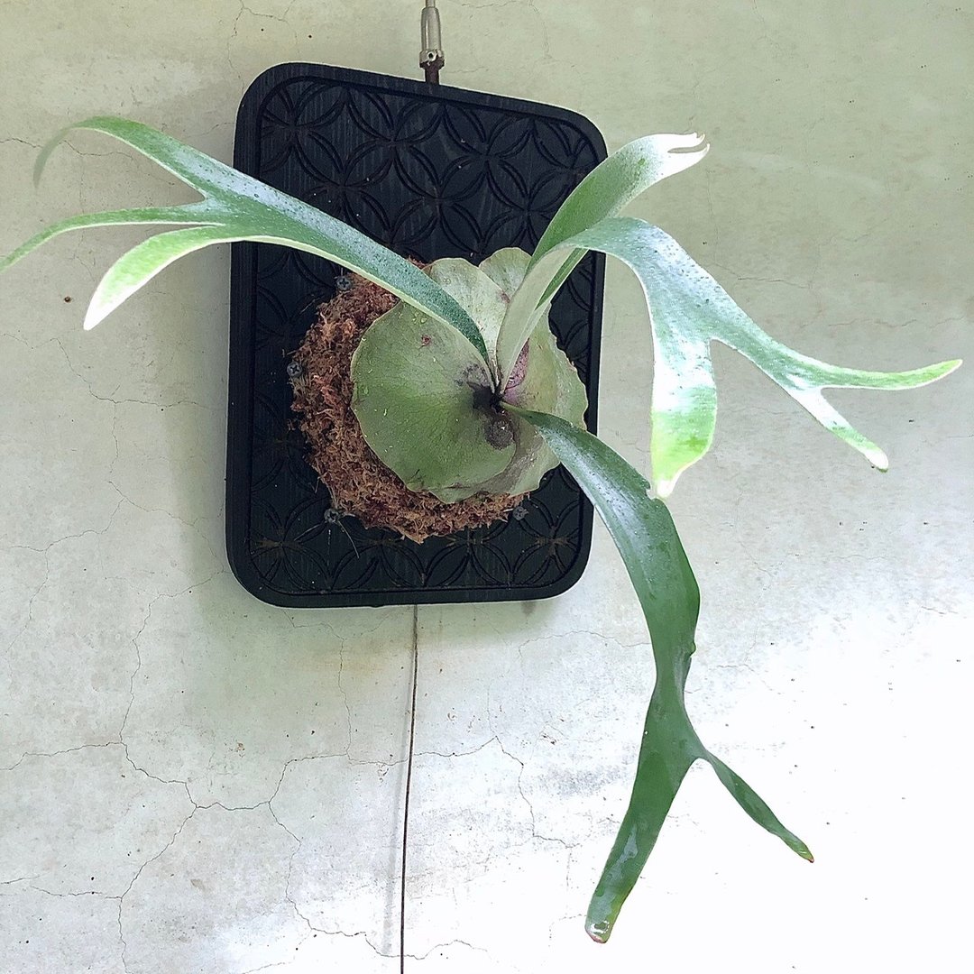 鹿角蕨/上板鹿角蕨/植栽布置/送礼祝贺/七宝钱币纹板/挂墙植栽 - 植栽/盆栽 - 植物．花 绿色