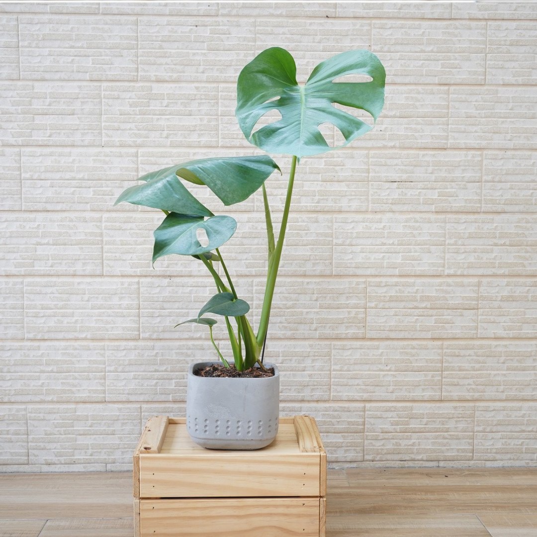 【竒植花物】龟背芋 电信兰 中型盆栽 室内观赏植物 绿化盆栽植栽 - 植栽/盆栽 - 植物．花 