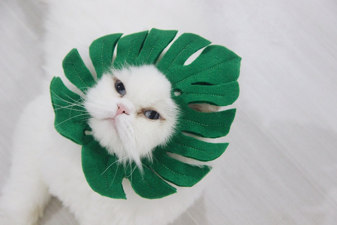 Monstera costume for cats and small dogs - 衣/帽 - 其他材质 