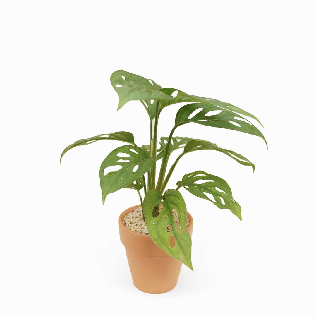 |室内植物、观叶植物|窗孔龟背芋 - 植栽/盆栽 - 植物．花 