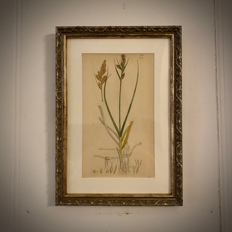 英国出版English Botany百年植物版画/已重新表框 - 墙贴/壁贴 - 纸 卡其色