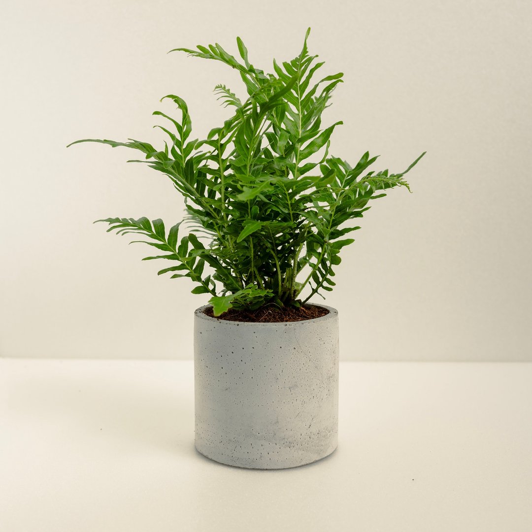 美人蕨│泥作系列│福所栽 - 植栽/盆栽 - 水泥 绿色