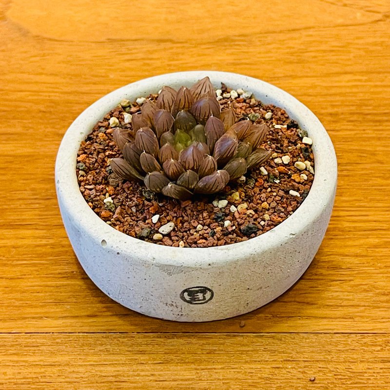 【野草不野-限时贩售】紫玉露 / 扁圆盆 - 植栽/盆栽 - 植物．花 绿色