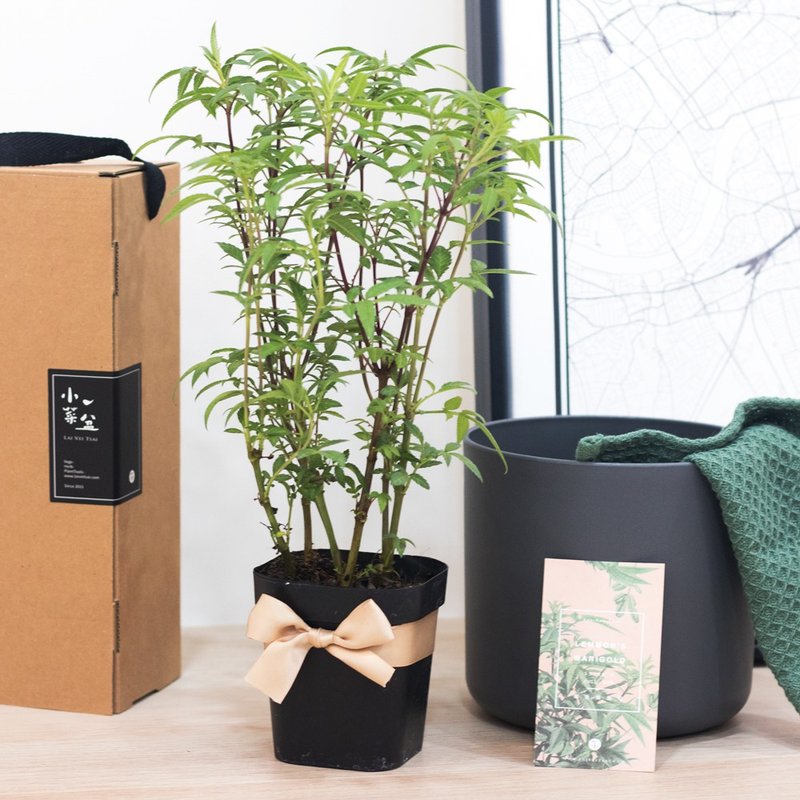 果香万寿菊-香草礼物款 - 植栽/盆栽 - 植物．花 绿色