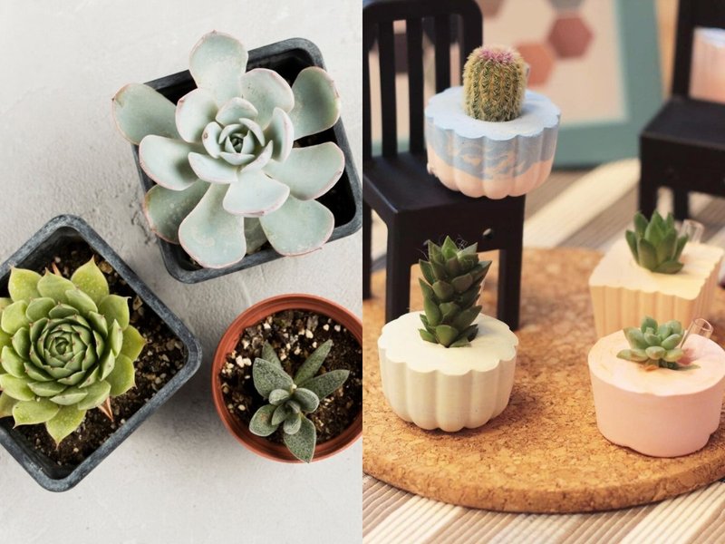 台北联谊活动【单身限定】【疗愈多肉手作时光】 - 植栽 - 其他材质 