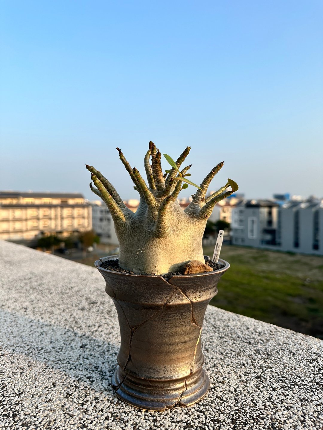 生日送礼 块根植物 哥吉拉沙漠玫瑰 - 植栽/盆栽 - 植物．花 