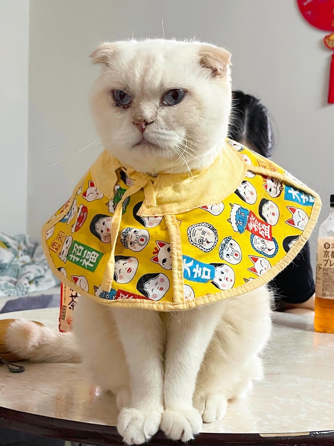 猫咪专用头套 防抓防舔 伊莉莎白项圈 - 衣/帽 - 棉 多色