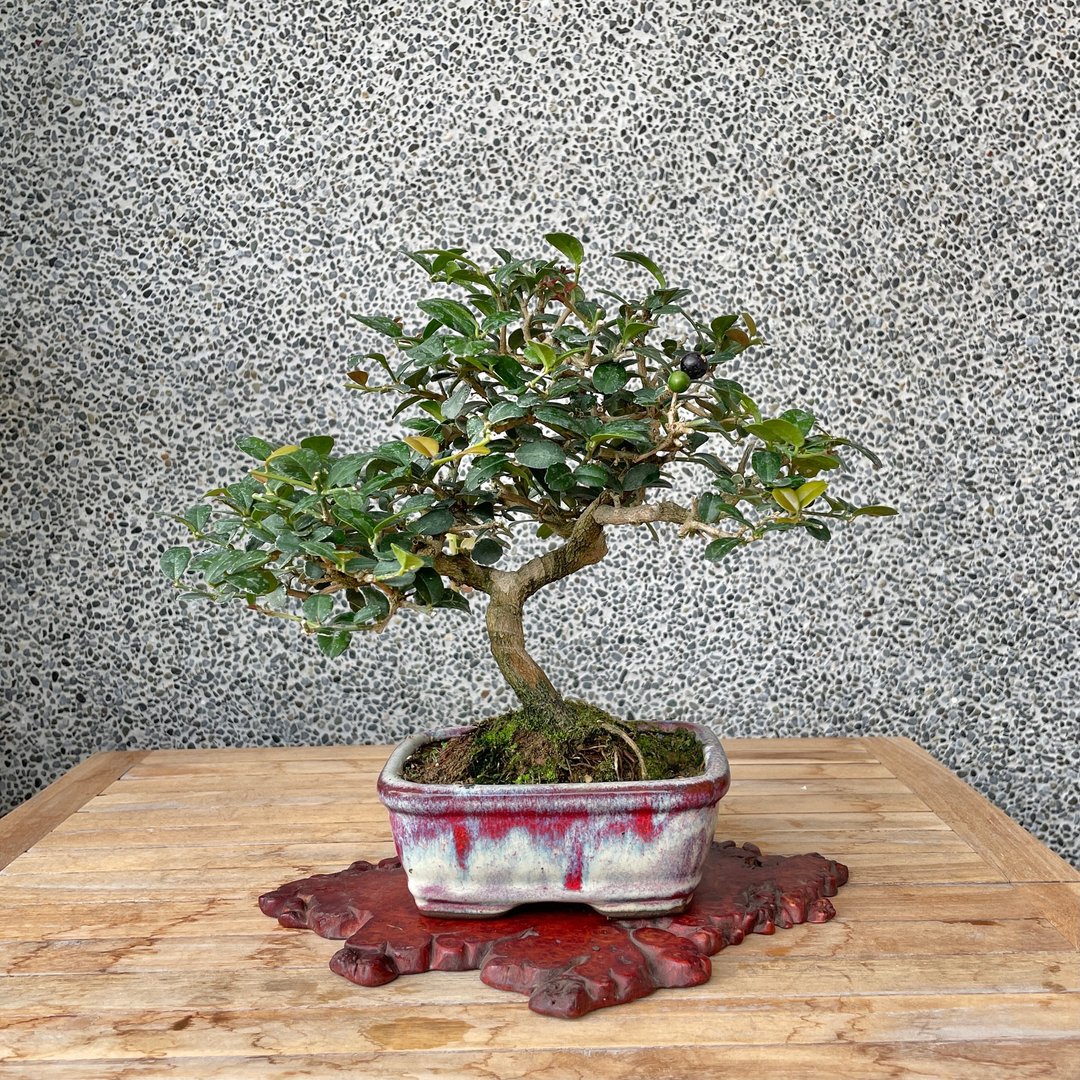 小品盆栽-黑刺柑 盆景 - 植栽/盆栽 - 植物．花 