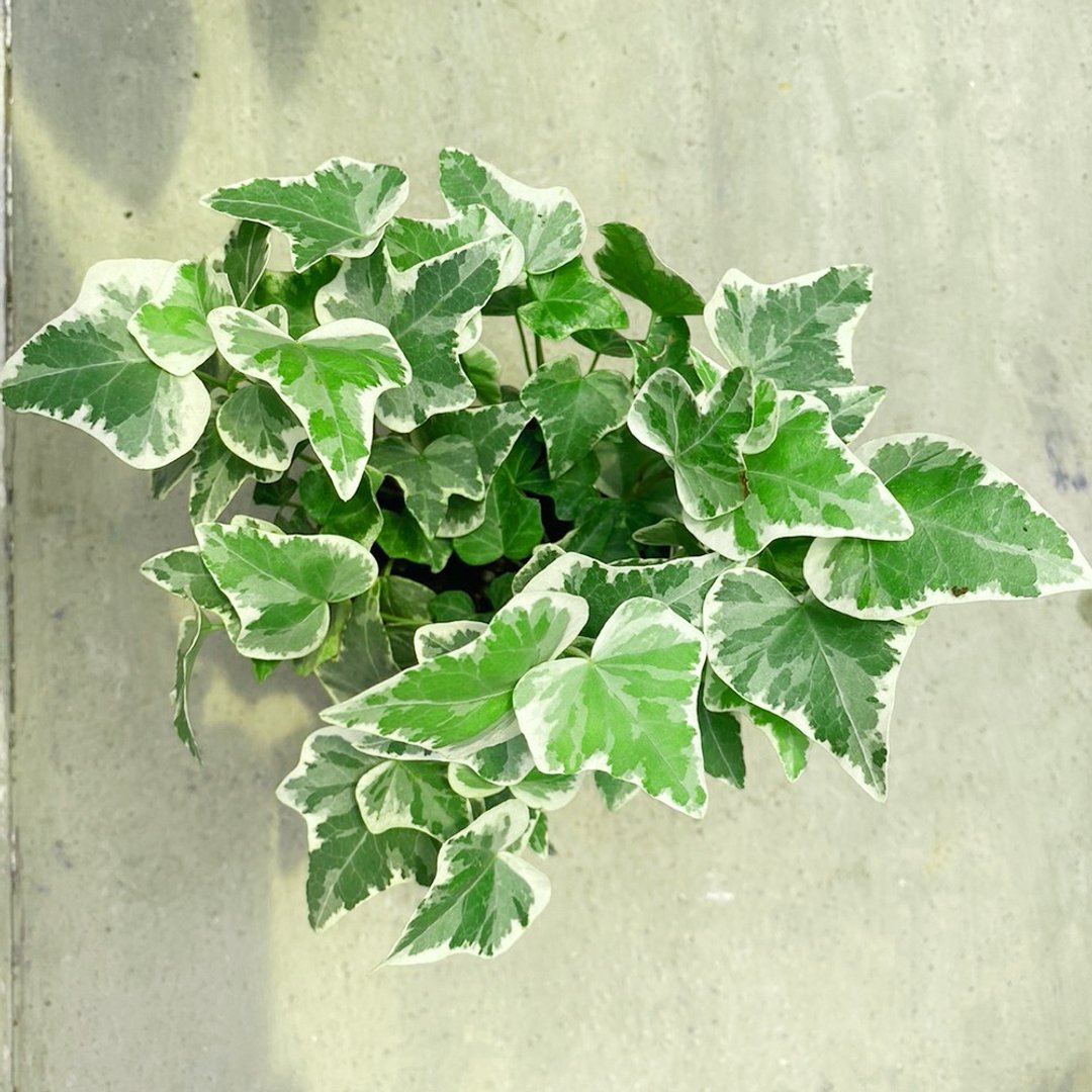【豆豆多肉】【长春藤】乔迁│送礼│升迁│多肉植物 - 植栽/盆栽 - 植物．花 