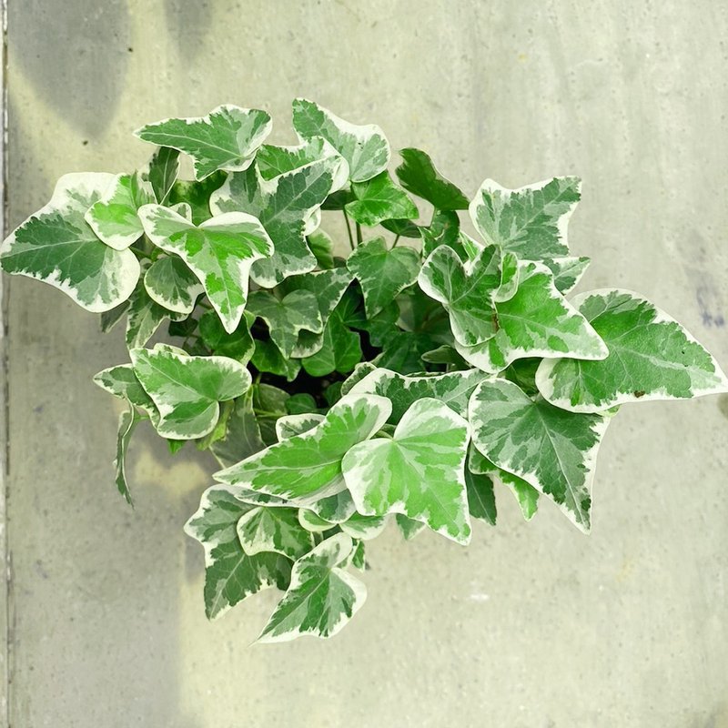 【豆豆多肉】【长春藤】乔迁│送礼│升迁│多肉植物 - 植栽/盆栽 - 植物．花 