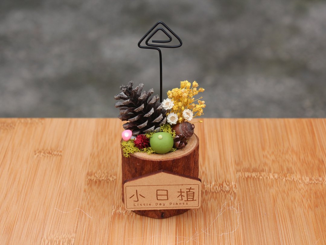 l小日植l Memo名片夹木满天星佐松果 圆柱小木盆(2色) - 摆饰 - 植物．花 粉红色