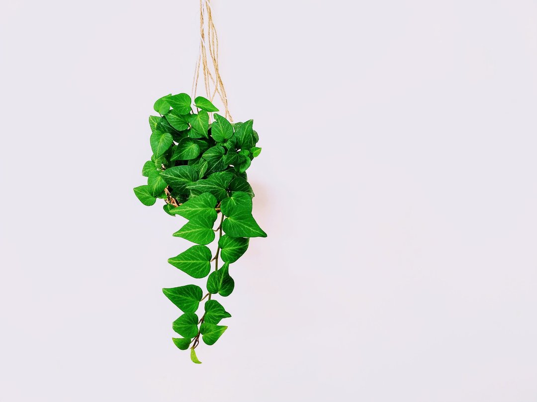 菱叶常春藤苔球│板植│室内植物│窗边植物│观叶植物 - 植栽/盆栽 - 植物．花 绿色