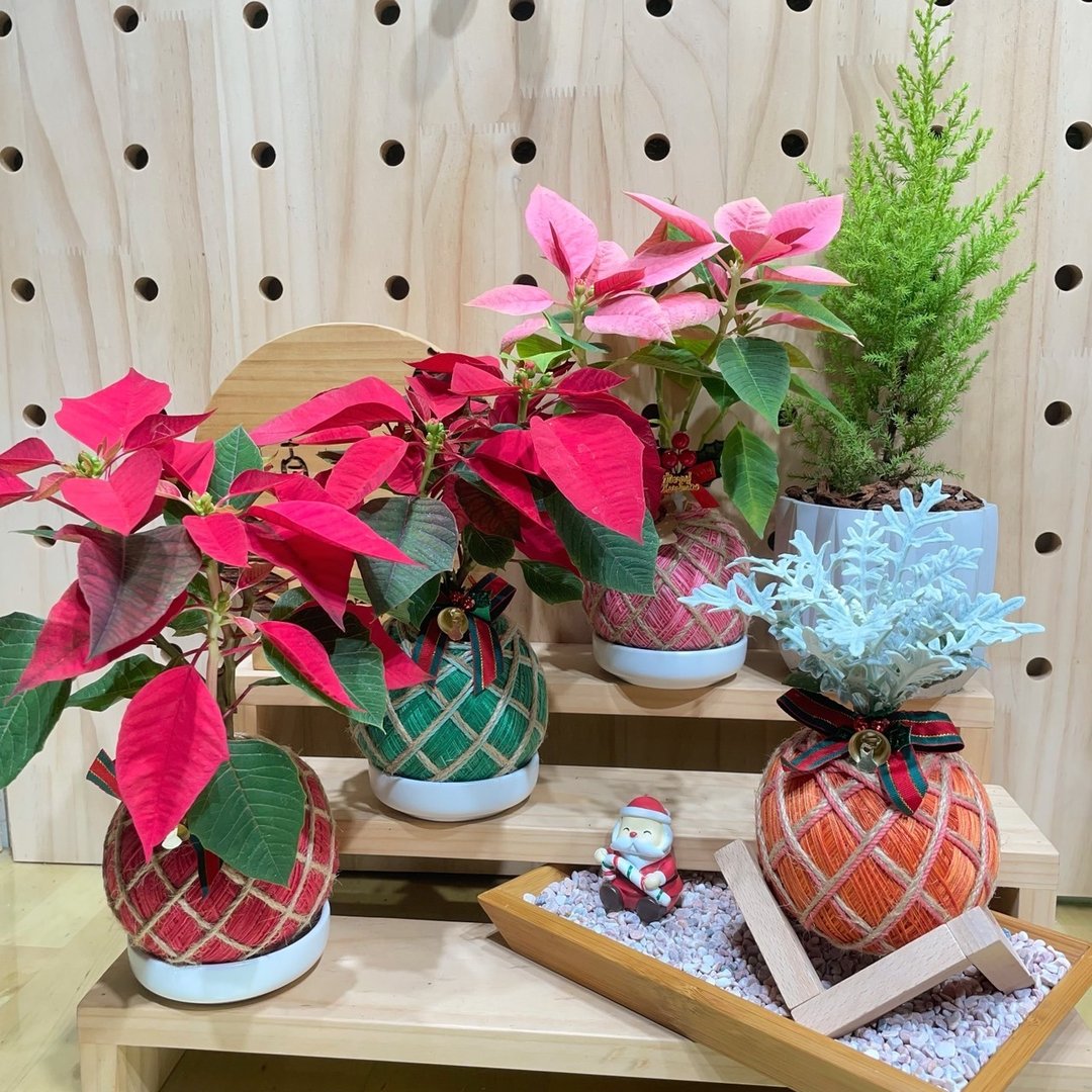圣诞红 水苔球 手工制作 观叶植物 居家摆设 季节商品 - 植栽/盆栽 - 植物．花 
