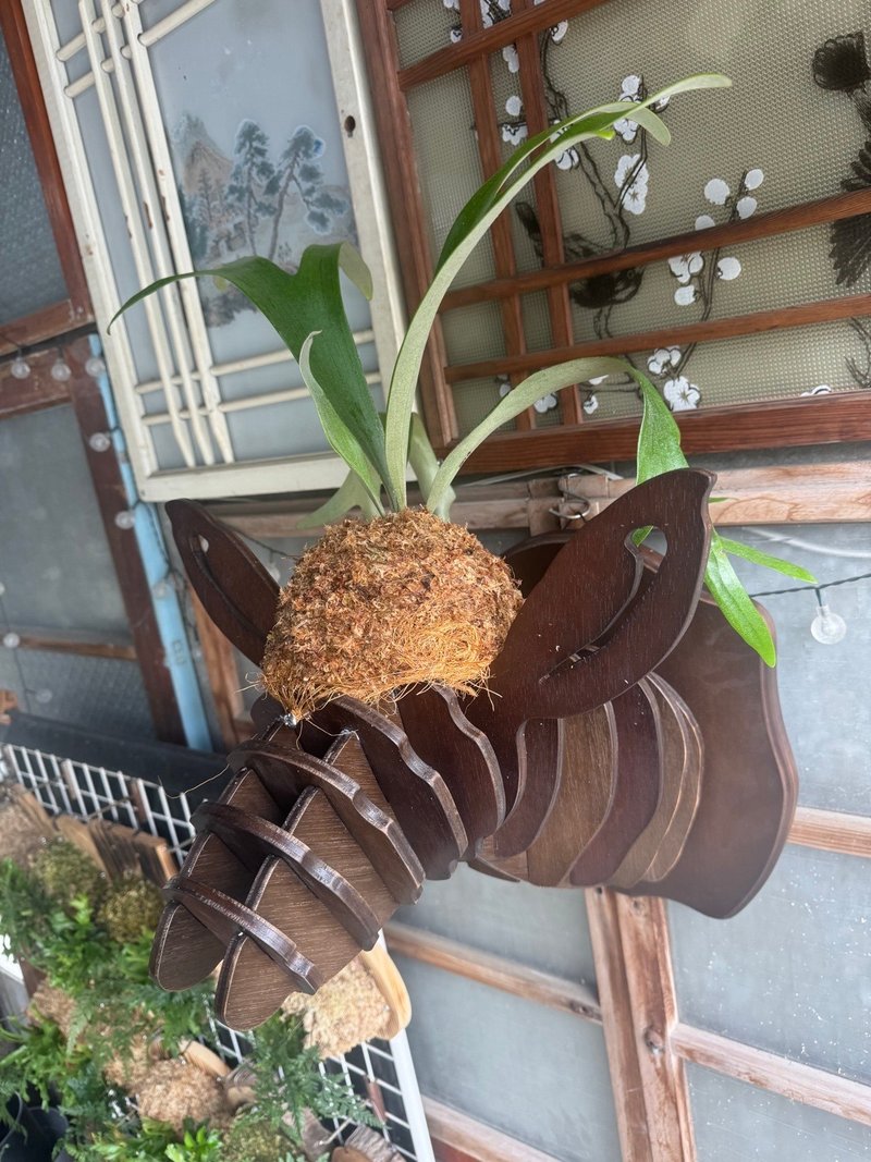 创意麋鹿头装饰上板鹿角蕨(二叉鹿角蕨) - 植栽/盆栽 - 木头 咖啡色
