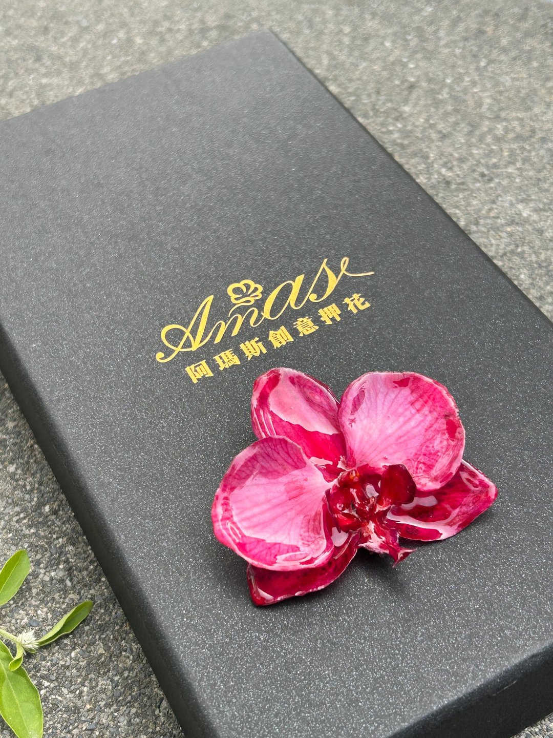 蝴蝶兰胸针/真花饰品/兰花饰品 - 胸针 - 植物．花 