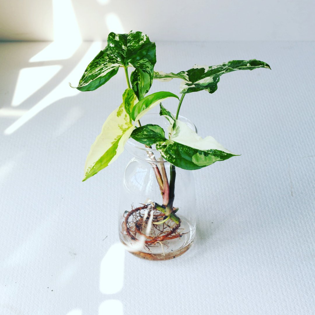 水培植栽│大理石合果芋_室内植物 办公室盆栽  植栽 盆栽 水耕 - 植栽/盆栽 - 玻璃 
