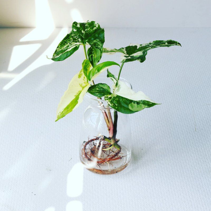 水培植栽│大理石合果芋_室内植物 办公室盆栽  植栽 盆栽 水耕 - 植栽/盆栽 - 玻璃 