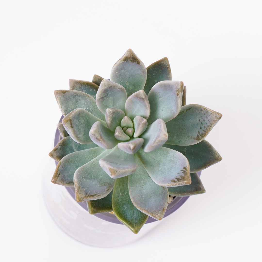 【淡雪】多肉 植物 智慧型盆栽罐 | 莳光 - 植栽/盆栽 - 植物．花 