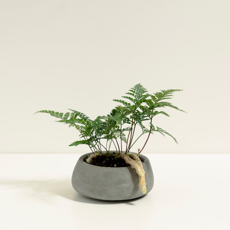 兔脚蕨│泥作系列│福所栽 - 植栽/盆栽 - 水泥 绿色
