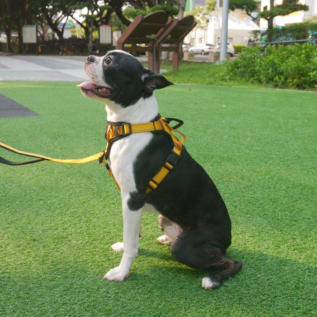 Pawfect-Fit! Pet Harness 宠物胸背带-M - 项圈/牵绳 - 聚酯纤维 