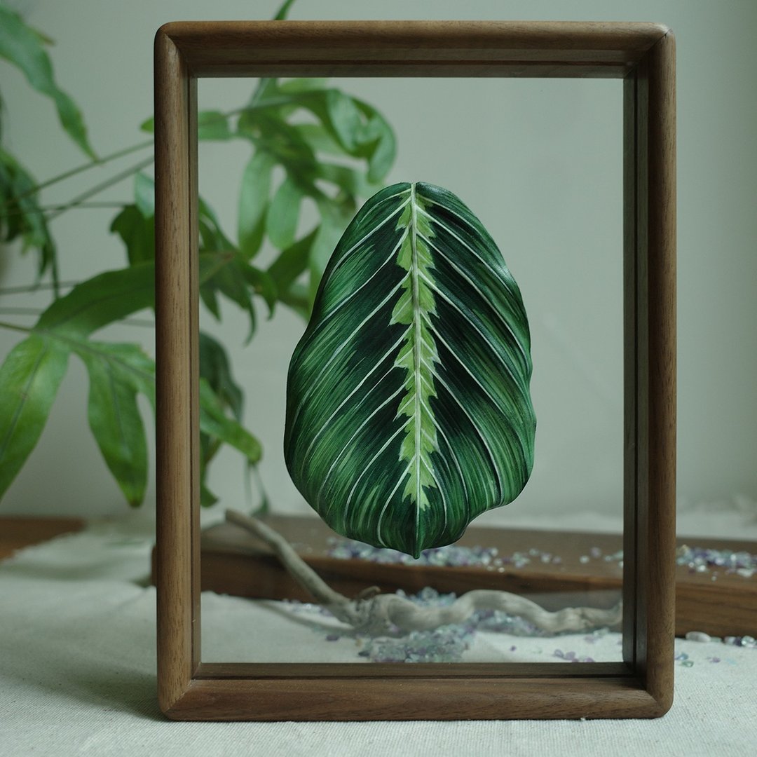 透明系相框 - 绿豹纹竹芋 Maranta leuconuera var massangeana - 摆饰 - 真皮 绿色