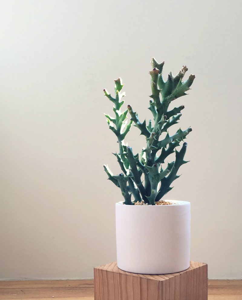 (盆栽) 鹿角 Deer Horn (多肉植物 疗愈 办公室小物 居家 礼物) - 植栽/盆栽 - 陶 