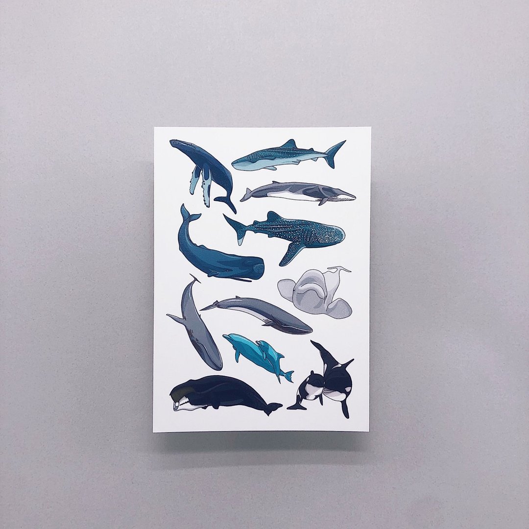 鲸鱼图鉴∣明信片 - 卡片/明信片 - 纸 多色