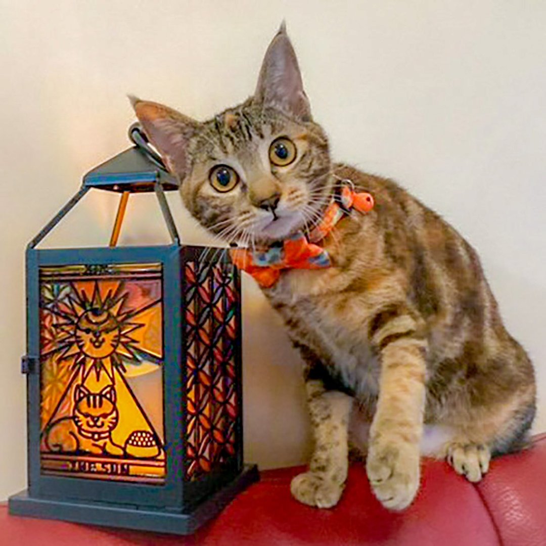 【Moko Bastet】塔罗猫咪彩绘灯笼 - 灯具/灯饰 - 其他材质 多色