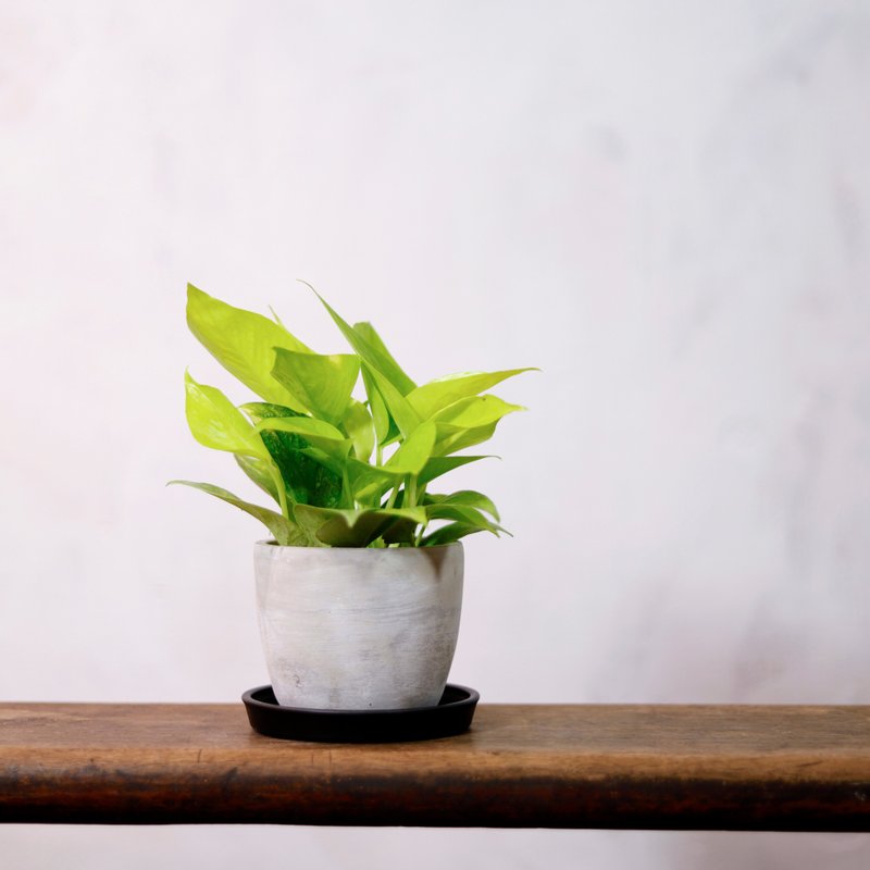 【室内盆栽】莱姆黄金葛 观叶植物 盆栽 植栽 发财树 开幕送礼 - 植栽/盆栽 - 植物．花 绿色