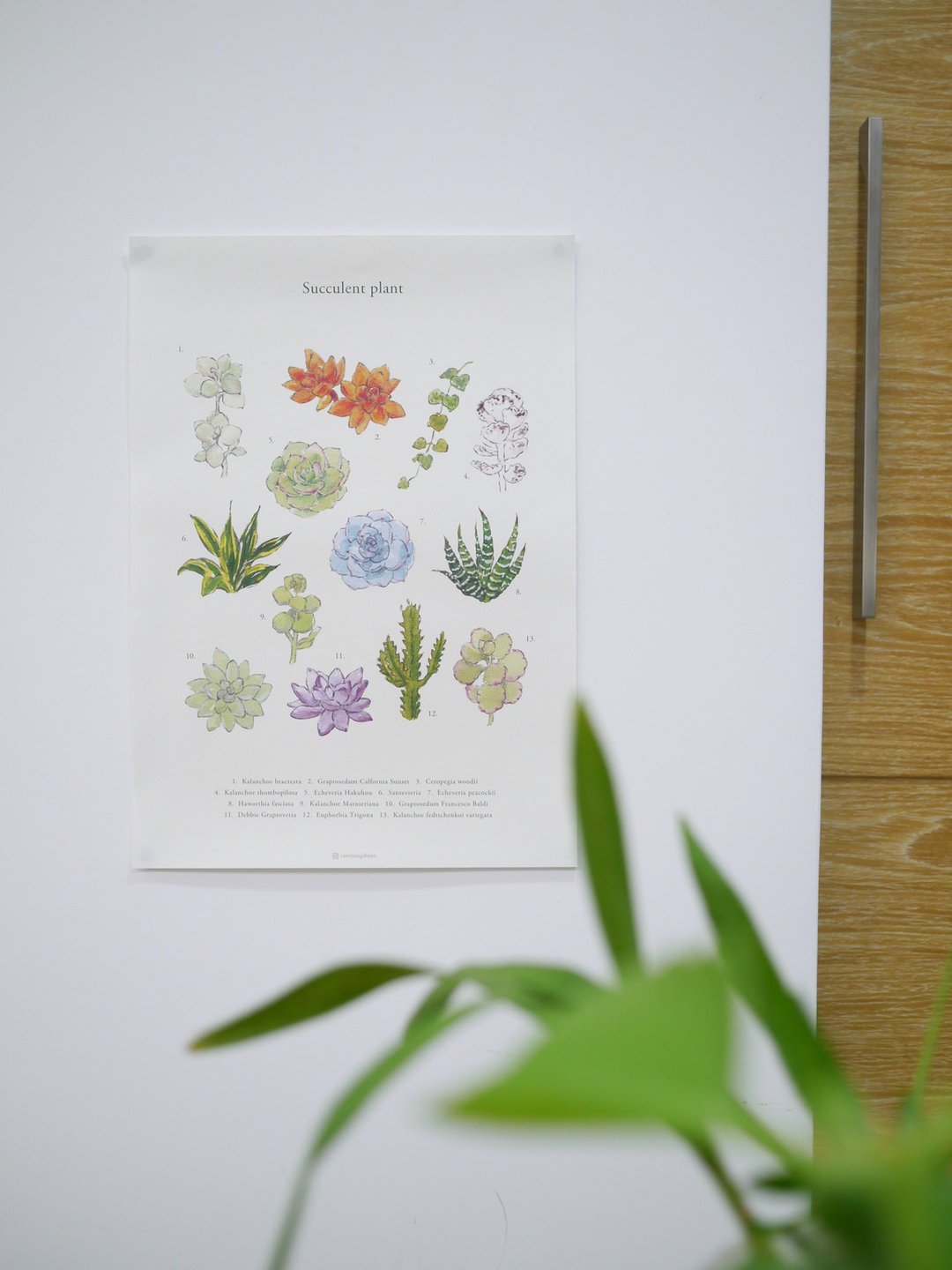 多肉 植物 海报 - 海报/装饰画/版画 - 纸 