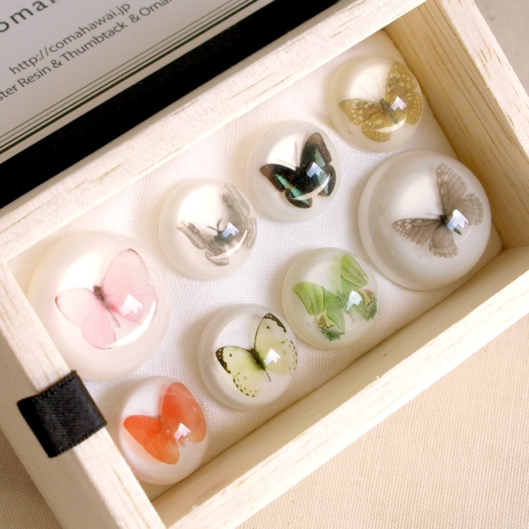 Specimen image (butterfly) - 其他 - 其他材质 黑色
