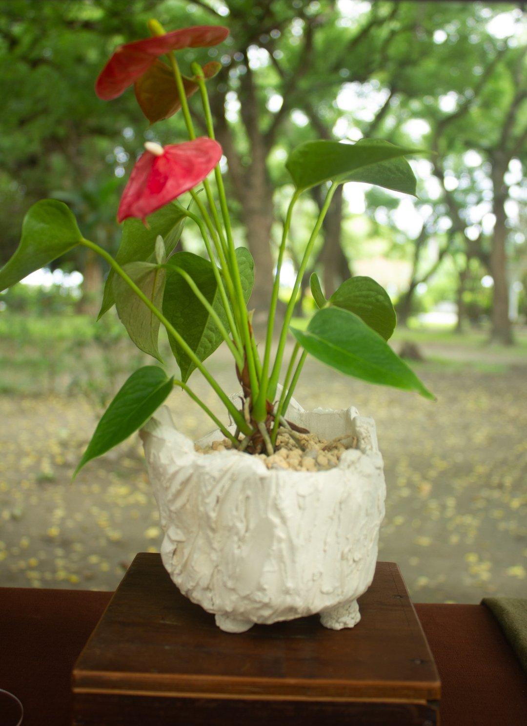 石壁火鹤 盆器 盆栽 火鹤 陶艺 礼品 - 植栽/盆栽 - 陶 
