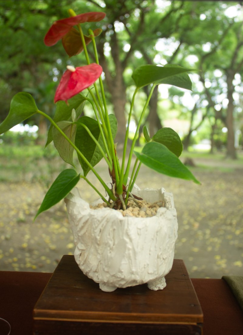 石壁火鹤 盆器 盆栽 火鹤 陶艺 礼品 - 植栽/盆栽 - 陶 