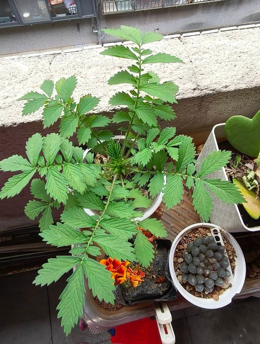 草本的力量-仙鹤草金缕梅纯露喷雾500ml - 香薰/精油/线香 - 植物．花 白色