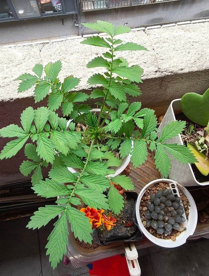 草本的力量-仙鹤草金缕梅纯露喷雾500ml - 香薰/精油/线香 - 植物．花 白色