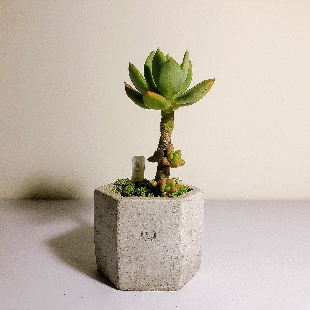 【野草不野-限时贩售】青星美人 / 大六角盆 - 植栽/盆栽 - 植物．花 绿色