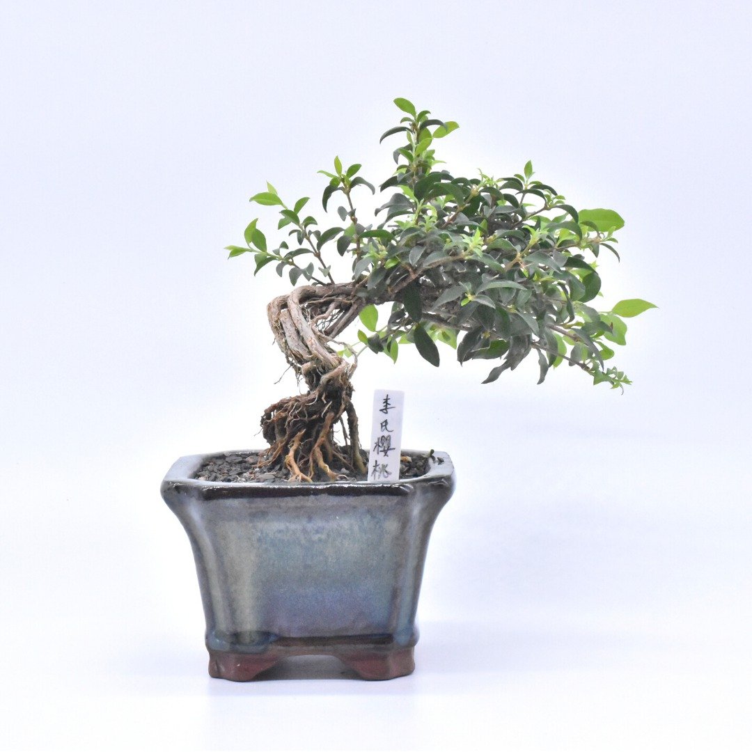 李氏樱桃 - 植栽/盆栽 - 植物．花 